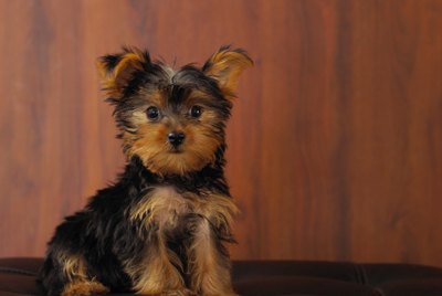How to Groom a Shorkie