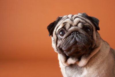 What Two Breeds Make up a Pug?