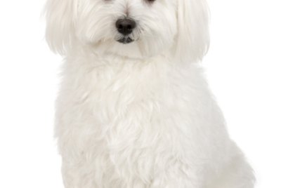 How to Groom a Cavachon