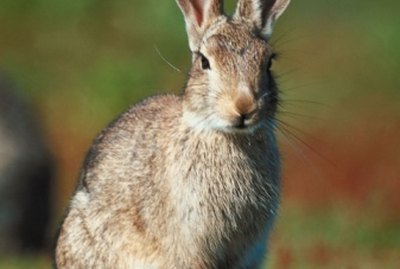 How to Determine the Age of a Wild Rabbit