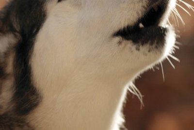 Operating Instructions for the PPT-101 Shock Collar