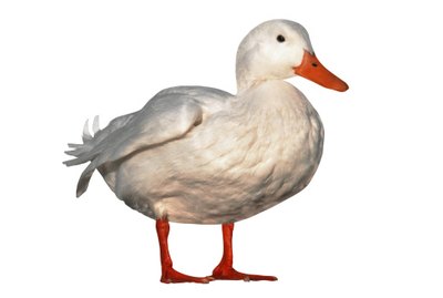 How to Feed a Peking Duck