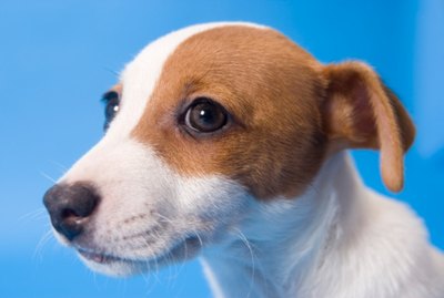 How to Train a Jack Russell Mix