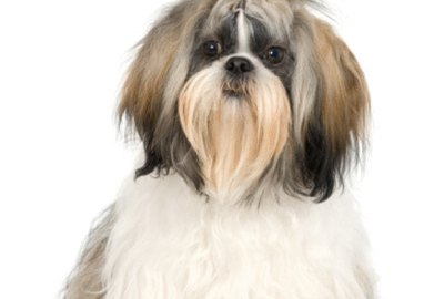 How to Cut a Shih-Tzu's Hair Between Its Eyes