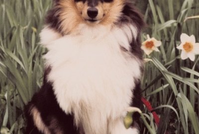 The Stages of Hair Growth in Shelties