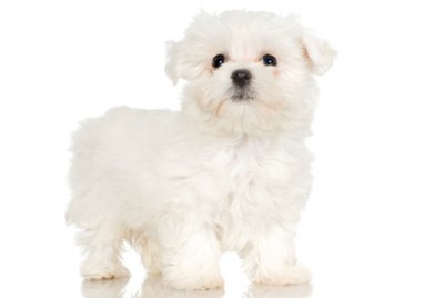 How to Groom a Maltese Shitzu