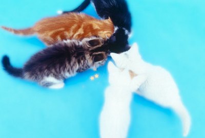 How to Cook Fish to Feed a Cat
