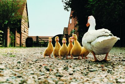 How to Raise Pekin Ducks From Ducklings