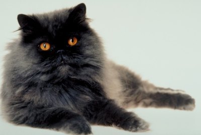 How to Shave a Matted Cat