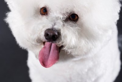 How to Keep a Bichon's Eyes White