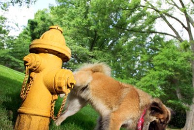 How to Stop Your Dog From Urinating on Concrete