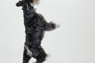 How Much Does a Miniature Schnauzer Eat?