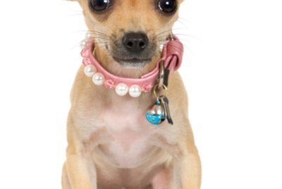 How to Discipline Chihuahua Puppies