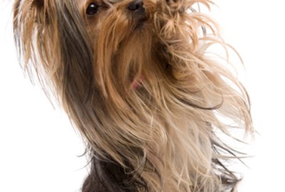 What Treats Are Good for a Puppy Yorkie?