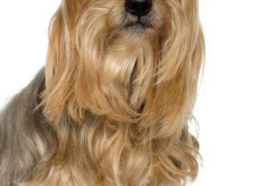 How to Groom a Yorkie With a Puppy Cut