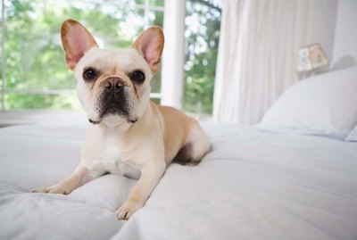 Sprays to Make at Home for Your Dog's Body Odor