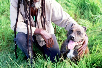 How to Make Your Pitbull Respect You