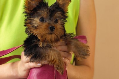Short Grooming Styles for Yorkies