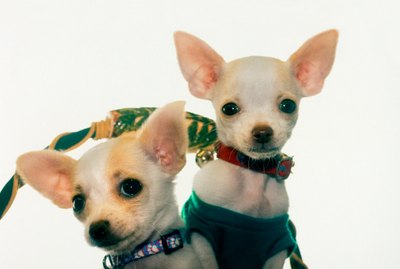 How to Determine the Sex of a Chihuahua