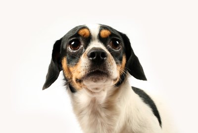 Do Dogs Know When They've Done Something Wrong?