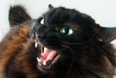 What to Do if a Cat Bites You
