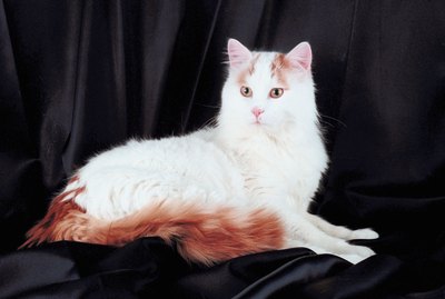 Turkish Van Cat Breed Facts & Information