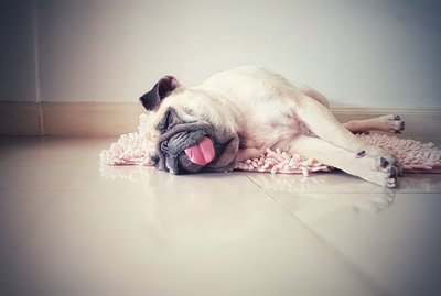 Why Does My Dog Sleep With Her Tongue Out?