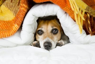 Are Weighted Blankets Safe for Pets?