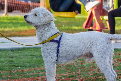 179 Names For Your Poodle
