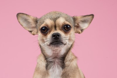 Chihuahua Dog Breed Facts & Information