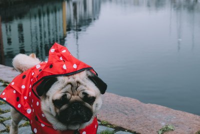 How to Exercise Your Dog When The Weather is Bad