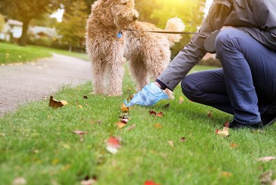 Why Does My Dog Take So Long To Poop On Walks?