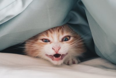 Why Does My Cat Wake Me Up in the Middle of the Night?