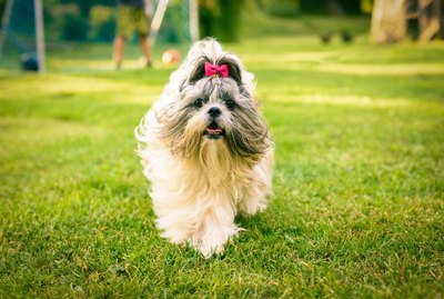 Imperial Shih Tzu Dog Breed Facts & Information