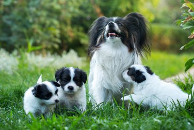 What Happens When a Mother Dog Breeds With the Son?