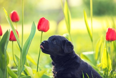 130 Dutch Names For Your Dog