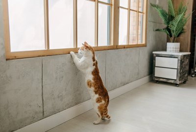 Why Do Cats Chirp?