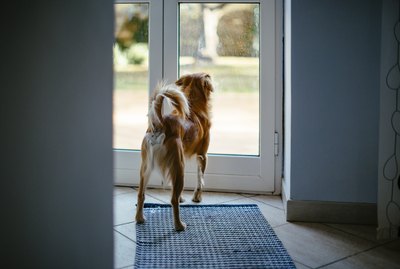 Why Does My Dog Run Out The Front Door?