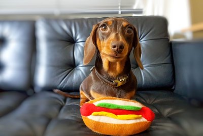 Can Dogs Eat Hot Dogs?