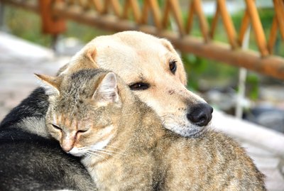 What Kind of Home is Best For a Senior Pet?