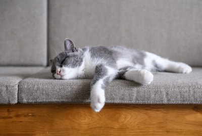 Why Do Cats Sleep So Much?