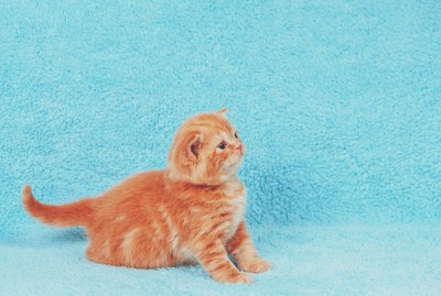 106 Tan Cat Names