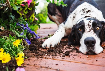 Do Dogs Feel Guilty?