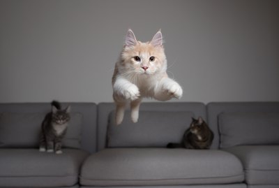 How High Can Cats Jump?