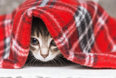 111 Scottish Cat Names