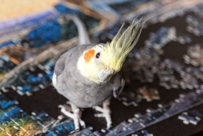 How to Know if Your Cockatiel Likes You