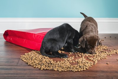 Will My Dog Get Sick From Eating off The Floor?