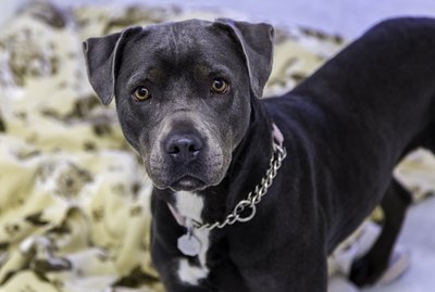 33 Things All Pit Bull Lovers Know