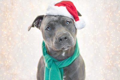 The Ultimate Holiday Gift Guide for Pit Bull Lovers