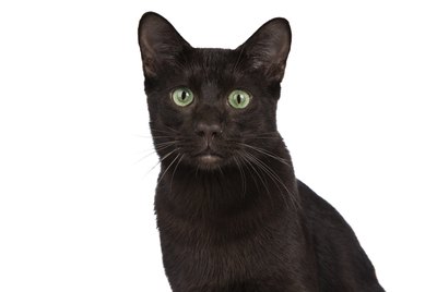 All About Havana Brown Cats